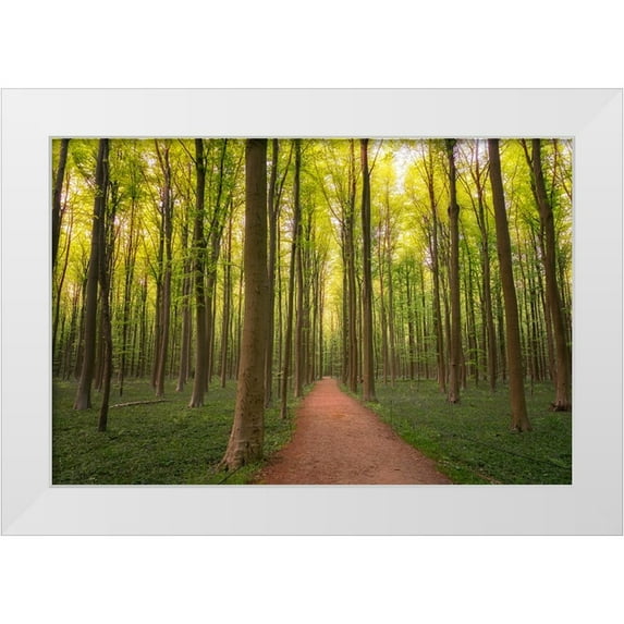 Jaynes Gallery 32x23 White Modern Wood Framed Museum Art Print Titled - Europe-Belgium-Path in Hallerbos forest