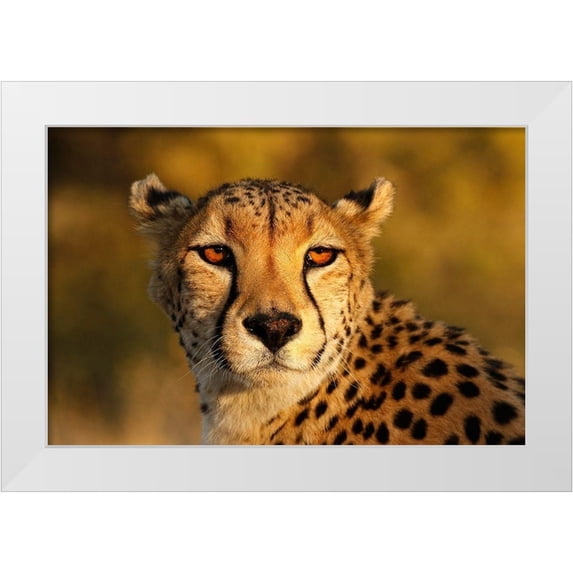 Jaynes Gallery 32x23 White Modern Wood Framed Museum Art Print Titled - Kenya-Masai Mara National Reserve Cheetah close-up at sunset