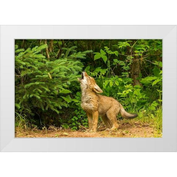 Jaynes Gallery 32x23 White Modern Wood Framed Museum Art Print Titled - Minnesota-coyote pup howling at den-captive