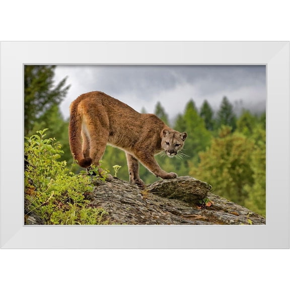 Jaynes Gallery 32x23 White Modern Wood Framed Museum Art Print Titled - Montana Mountain lion in controlled environment