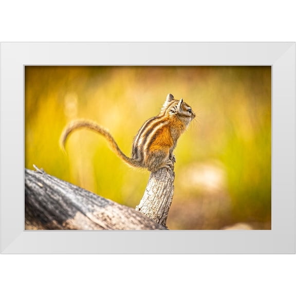 Jaynes Gallery 32x23 White Modern Wood Framed Museum Art Print Titled - USA-Colorado Least chipmunk on log