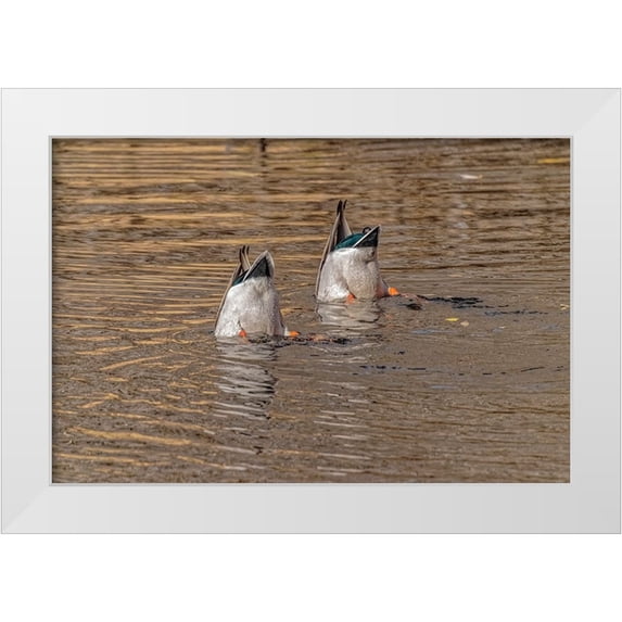 Jaynes Gallery 32x23 White Modern Wood Framed Museum Art Print Titled - USA-Colorado-Loveland Male mallard ducks diving for food in lake