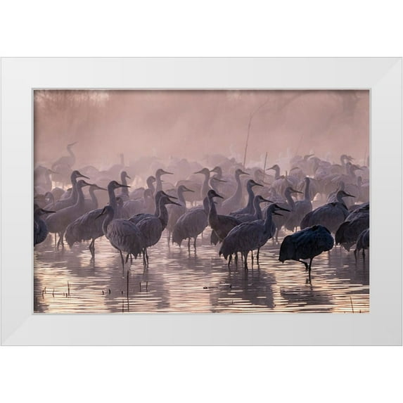 Jaynes Gallery 32x23 White Modern Wood Framed Museum Art Print Titled - USA-New Mexico-Bernardo Wildlife Management Area-Sandhill cranes and foggy sunrise