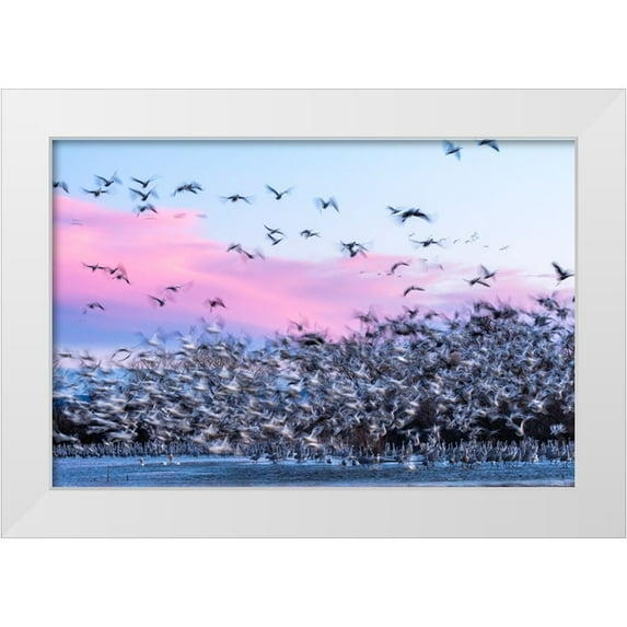 Jaynes Gallery 32x23 White Modern Wood Framed Museum Art Print Titled - USA-New Mexico-Bernardo Wildlife Management Area-Snow geese take flight over sandhill cranes at sun