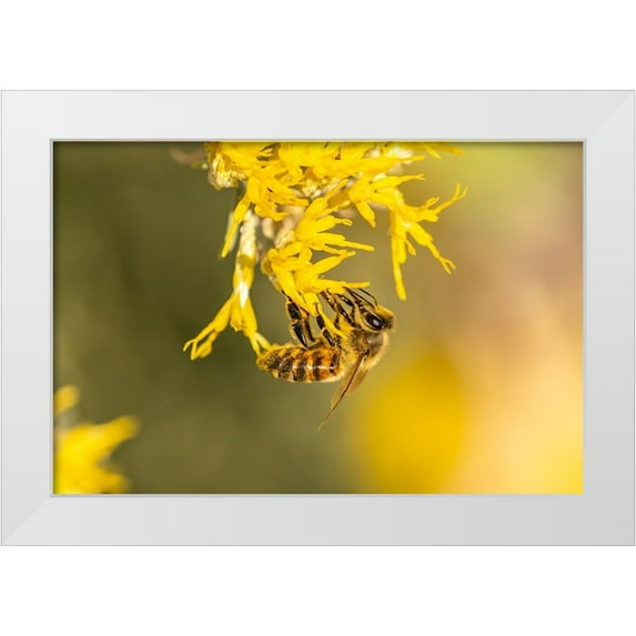 Jaynes Gallery 32x23 White Modern Wood Framed Museum Art Print Titled - USA-New Mexico-Honey bee on rabbitbrush