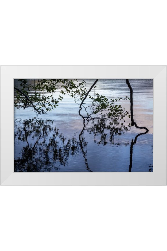 Jaynes Gallery 32x23 White Modern Wood Framed Museum Art Print Titled - USA-Washington State-Olympic National Park Alder tree overhanging Lake Crescent shore