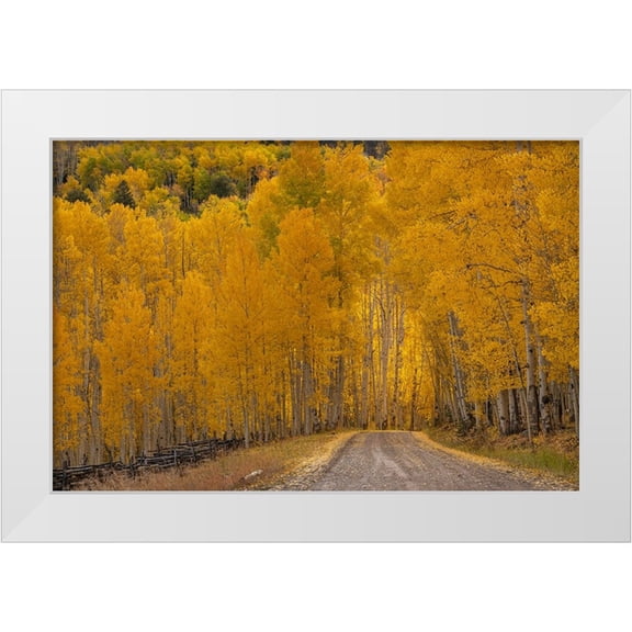 Jaynes Gallery 32x23 White Modern Wood Framed Museum Art Print Titled - USA-Wyoming-Grand Teton National Park Road through fall aspen trees