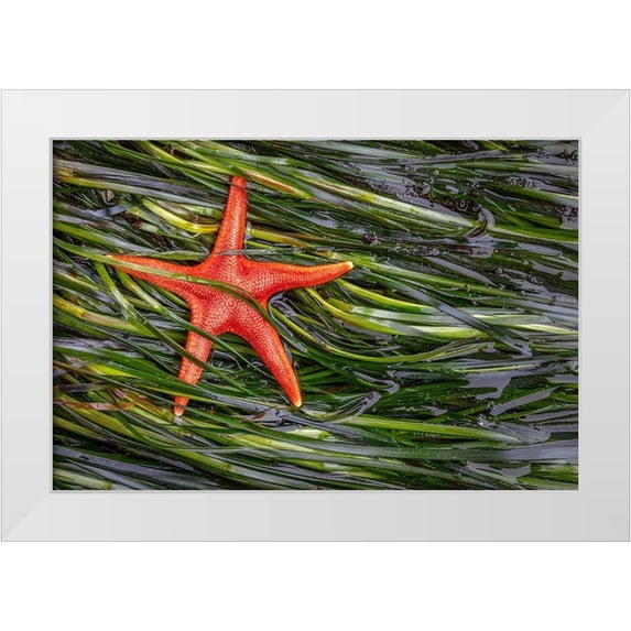 Jaynes Gallery 32x23 White Modern Wood Framed Museum Art Print Titled - Washington State-Salt Creek Recreation Area Blood star and wet eelgrass