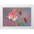 thumbnail image 1 of Jaynes Gallery 32x23 White Modern Wood Framed Museum Art Print Titled - Washington State-Seabeck Columbine blossom close-up, 1 of 4