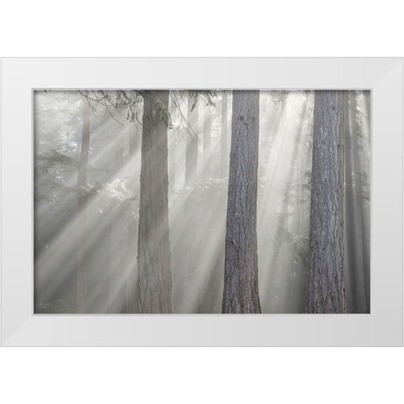 Jaynes Gallery 32x23 White Modern Wood Framed Museum Art Print Titled - Washington State-Seabeck God rays and fog in forest