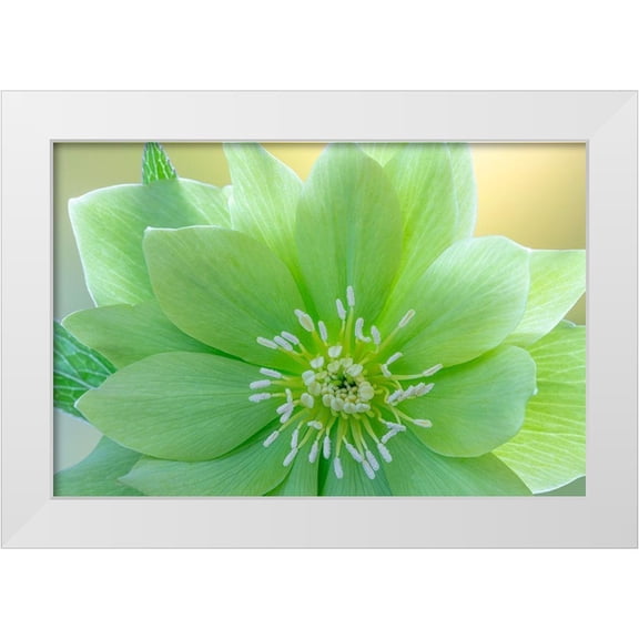 Jaynes Gallery 32x23 White Modern Wood Framed Museum Art Print Titled - Washington State-Seabeck Helleborus jade tiger flower close-up