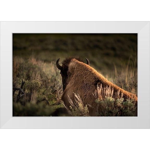 Jaynes Gallery 32x23 White Modern Wood Framed Museum Art Print Titled - Wyoming-Yellowstone National Park Bison resting at sunset
