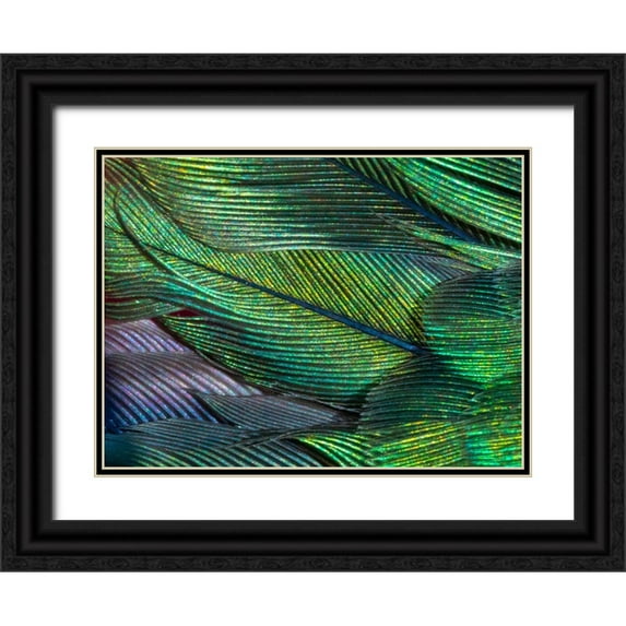 Jaynes Gallery 32x25 Black Ornate Wood Framed with Double Matting Museum Art Print Titled - USA-Arizona-Close-up of hummingbird feathers