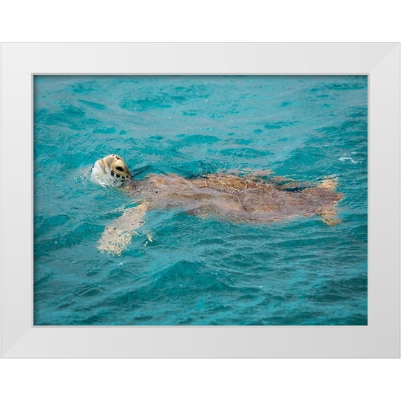 Jaynes Gallery 32x25 White Modern Wood Framed Museum Art Print Titled - Caribbean-Grenada-Tobago Cays Green sea turtle in water