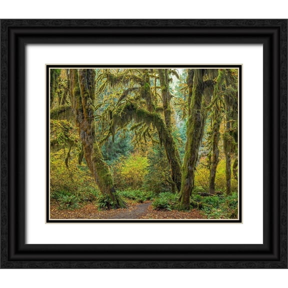 Jaynes Gallery 32x26 Black Ornate Wood Framed with Double Matting Museum Art Print Titled - Washington State-Olympic National Park Trail through mossy forest