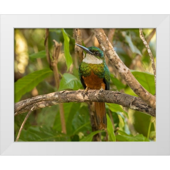 Jaynes Gallery 32x26 White Modern Wood Framed Museum Art Print Titled - Brazil-Pantanal Rufous-tailed jacamar bird on limb