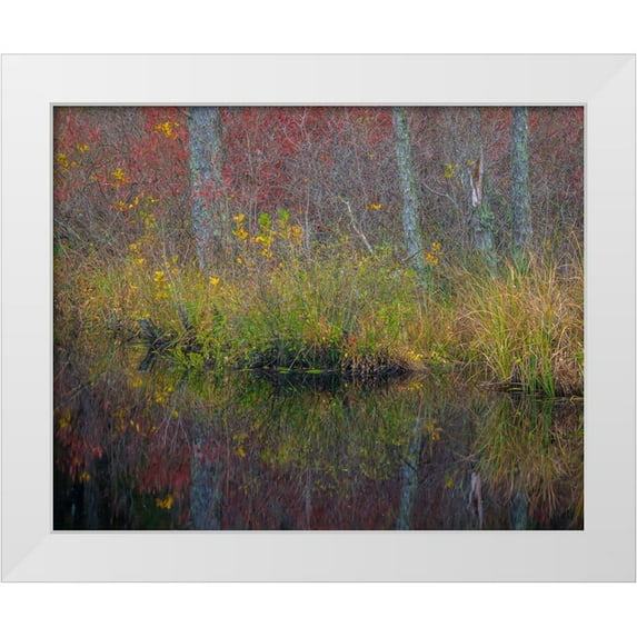 Jaynes Gallery 32x26 White Modern Wood Framed Museum Art Print Titled - New Jersey-Wharton State Forest Forest reflections in pond
