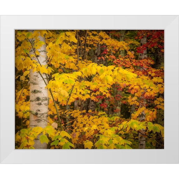 Jaynes Gallery 32x26 White Modern Wood Framed Museum Art Print Titled - USA-Maine-Acadia National Park Autumn colors in forest