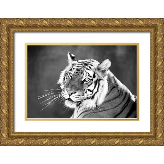 Jaynes, William D. 32x23 Gold Ornate Wood Framed with Double Matting Museum Art Print Titled - Jungle Cat