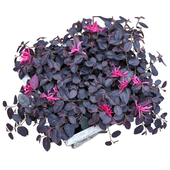 Jazz Hands Loropetalum Compact Evergreen Shrub with Rich Purple Foliage and Bright Pink Blooms