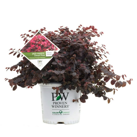 Jazz Hands Semi-Dwarf Pink Fringe Flower - 3 Gallon Pot, Live Reblooming Evergreen Shrub, Part Sun, Outdoor