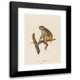 thumbnail image 1 of Jean-Baptiste Audebert 11x14 Black Modern Framed Museum Art Print Titled - And Rhesus (1797), 1 of 5