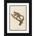 thumbnail image 1 of Jean-Baptiste Audebert 11x14 Black Ornate Wood Framed Double Matted Museum Art Print Titled: Le Griset (1797), 1 of 5