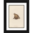 thumbnail image 1 of Jean-Baptiste Audebert 11x14 Black Ornate Wood Framed Double Matted Museum Art Print Titled: The Sai Has White Throat Variety B (1797), 1 of 5