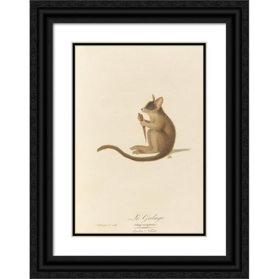 Jean-Baptiste Audebert 14x18 Black Ornate Wood Framed Double Matted Museum Art Print Titled - The Reactive (1797)