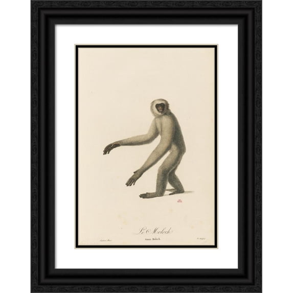 Jean-Baptiste Audebert 14x18 Black Ornate Wood Framed Double Matted Museum Art Print Titled - With Moirloch (1797)