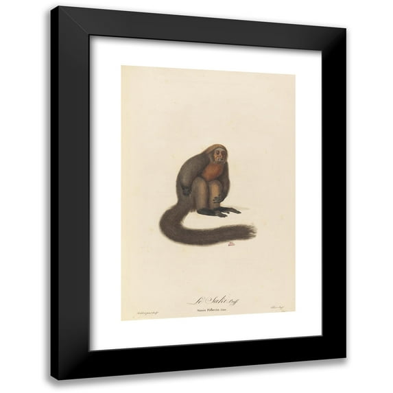 Jean-Baptiste Audebert 17x24 Black Modern Framed Museum Art Print Titled - Le Saki (1797)