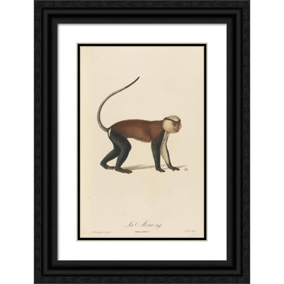 Jean-Baptiste Audebert 17x24 Black Ornate Framed Double Matted Museum Art Print Titled: La Mone (1797)