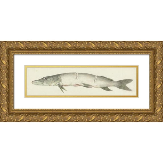 Jean Bernard 18x8 Gold Ornate Wood Frame and Double Matted Museum Art Print Titled - Snoek, with Two Notches on the Back (1775 - 1833)