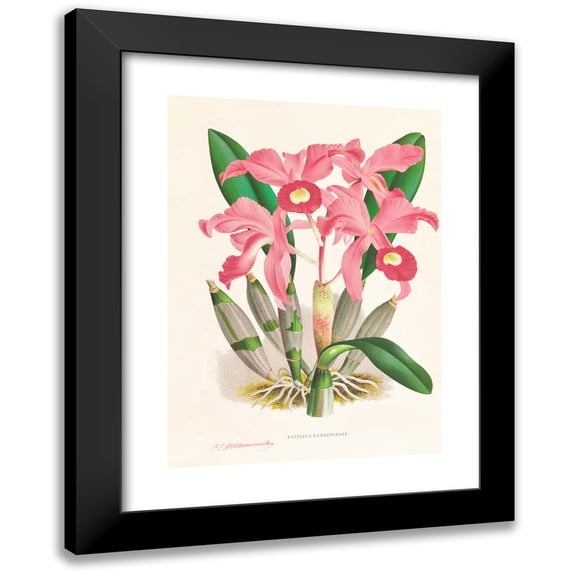 Jean Jules Linden 11x14 Black Modern Framed Museum Art Print Titled - Cattleya Lawrenceana (1885-1906)