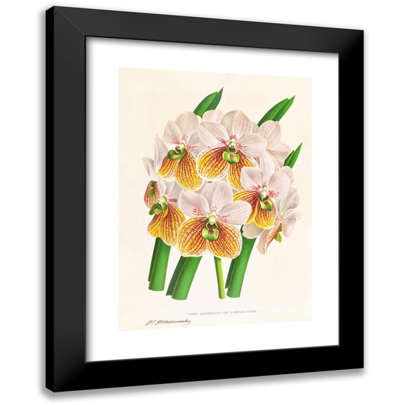 Jean Jules Linden 11x14 Black Modern Framed Museum Art Print Titled - Vanda Sanderiana Var Labello Green (1885-1906)