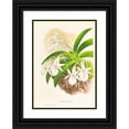 thumbnail image 1 of Jean Jules Linden 11x14 Black Ornate Wood Framed Double Matted Museum Art Print Titled: Aeranthus Leo (1885-1906), 1 of 5