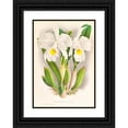 thumbnail image 1 of Jean Jules Linden 11x14 Black Ornate Wood Framed Double Matted Museum Art Print Titled: Cattlea Trianae (1885-1906), 1 of 5