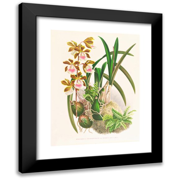 Jean Jules Linden 12x14 Black Modern Framed Museum Art Print Titled - Epidendrum Atropurpureum (1885-1906)