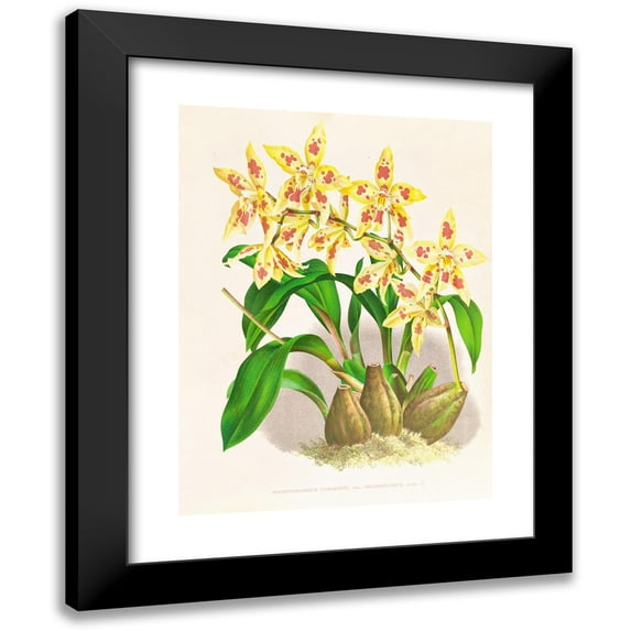 Jean Jules Linden 12x14 Black Modern Framed Museum Art Print Titled - Odontoglossum Coradinei was Grandiflorum (1885-1906)