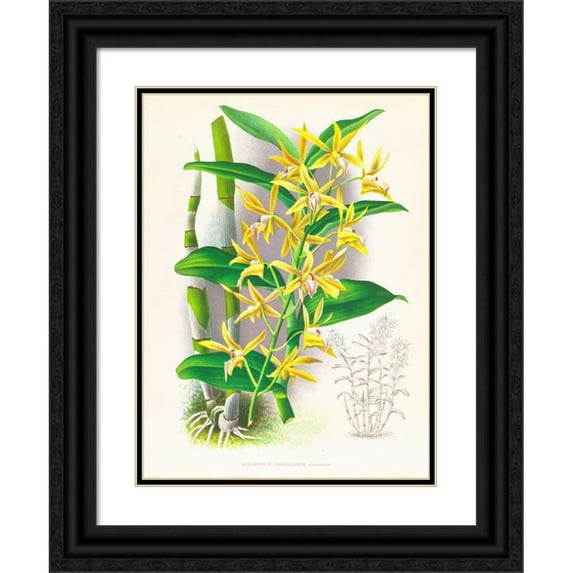 Jean Jules Linden 12x14 Black Ornate Wood Framed Double Matted Museum Art Print Titled: Dendrobium Mirbelianum (1885-1906)
