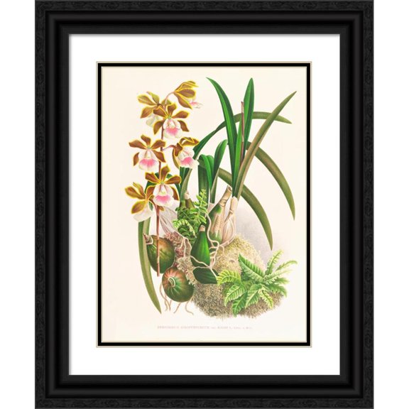 Jean Jules Linden 12x14 Black Ornate Wood Framed Double Matted Museum Art Print Titled: Epidendrum Atropurpureum (1885-1906)