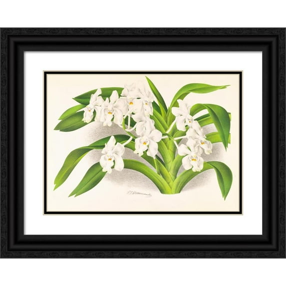 Jean Jules Linden 14x11 Black Ornate Wood Framed Double Matted Museum Art Print Titled: Kanda Deviniani (1885-1906)