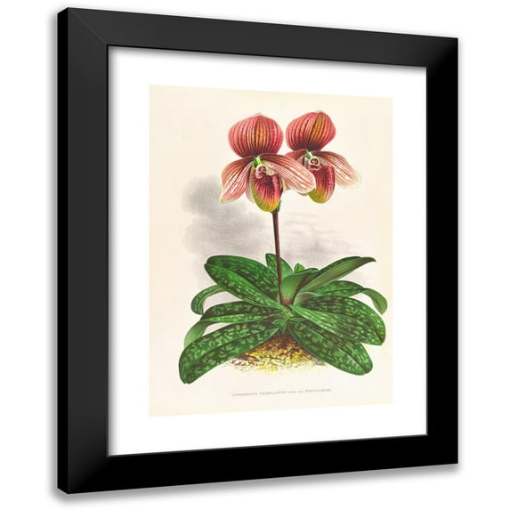 Jean Jules Linden 14x18 Black Modern Framed Museum Art Print Titled - Cypripedium Tessellatum (1885-1906)