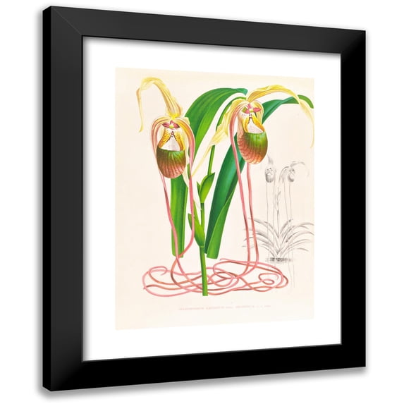 Jean Jules Linden 14x18 Black Modern Framed Museum Art Print Titled - Selenipedium Oaudatum (1885-1906)