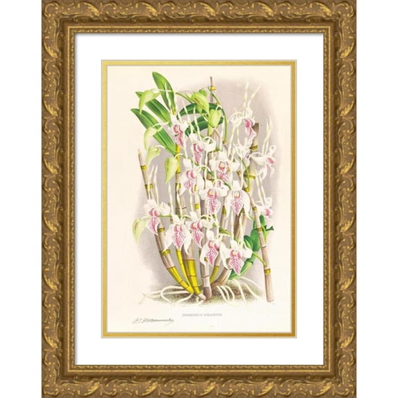 Jean Jules Linden 14x18 Gold Ornate Wood Frame and Double Matted Museum Art Print Titled - Dendrobium Stratiotes (1885-1906)