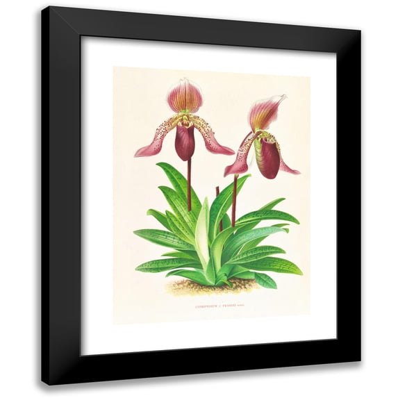Jean Jules Linden 15x18 Black Modern Framed Museum Art Print Titled - Cypripedium Fraseri (1885-1906)