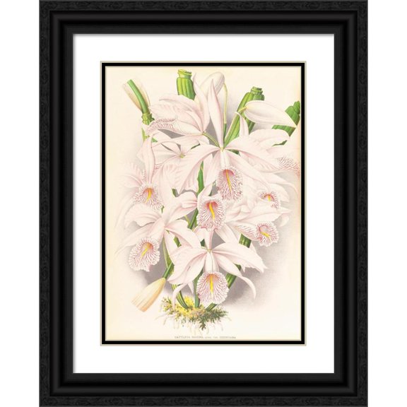 Jean Jules Linden 18x24 Black Ornate Framed Double Matted Museum Art Print Titled: Cattleya Maxima (1885-1906)