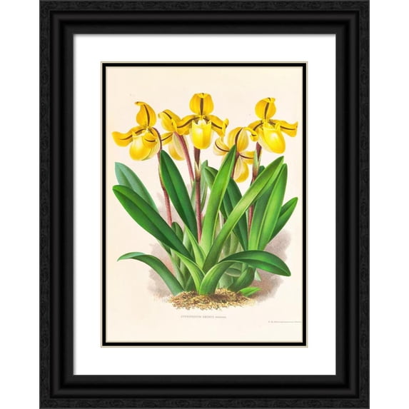 Jean Jules Linden 18x24 Black Ornate Framed Double Matted Museum Art Print Titled: Cypripedium Druryi (1885-1906)