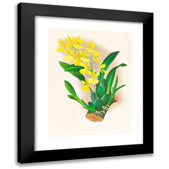 Jean Jules Linden 19x24 Black Modern Framed Museum Art Print Titled - Oncidium Concolor (1885-1906)