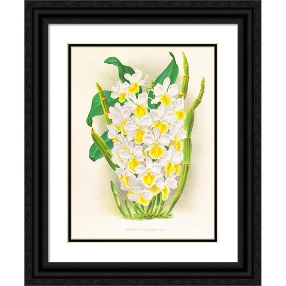Jean Jules Linden 19x24 Black Ornate Framed Double Matted Museum Art Print Titled: Dendrobium Galliceanum (1885-1906)